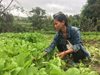 Đak Pơ: Chị em phụ nữ dân tộc thiểu số trồng rau sạch