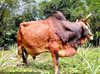 Huyện Đak Pơ công bố dịch bệnh viêm da nổi cục trên đàn trâu, bò 