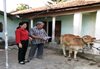 Hội Chữ thập đỏ huyện Đak Pơ tặng bò cho hộ nghèo xã Cư An