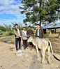 Tặng bò cho hộ nghèo làng Bung Bang Hven, xã Yang Bắc