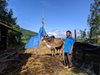 Đak Pơ - Hiệu quả từ chương trình hỗ trợ lai tạo đàn bò vùng dân tộ...